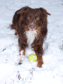 �2011 HannoDogs